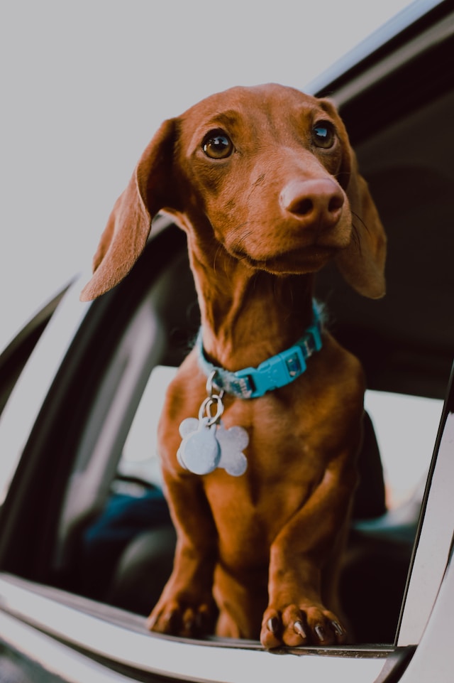 Pets car